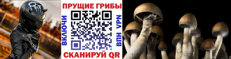 Псилоцибиновые грибы мицелий  Купить  Сокол 